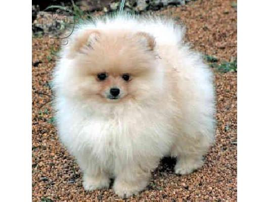 Pomeranian καθαροαιμα θεσσαλονικη 6988190151